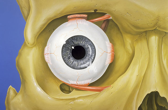 Thyroid-Associated Orbitopathy (Thyroid Eye Disease)